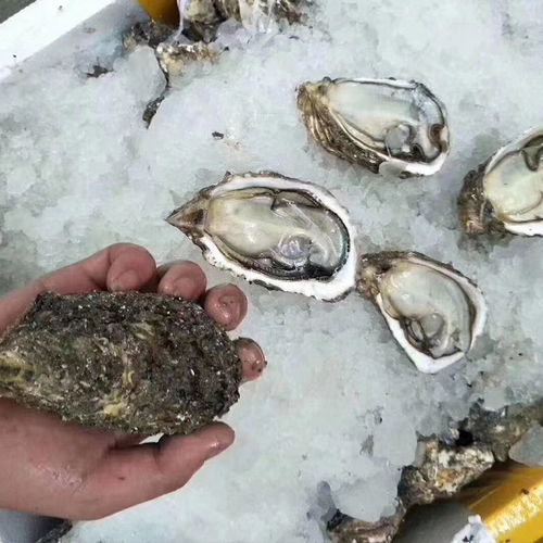 生蚝肉 鲜活水产的便捷新选择，品质与美味的双重保证