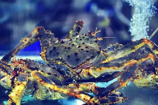 海鲜批发楼上开新店，豪吃海鲜不再“肉疼”！大连这家餐厅火了