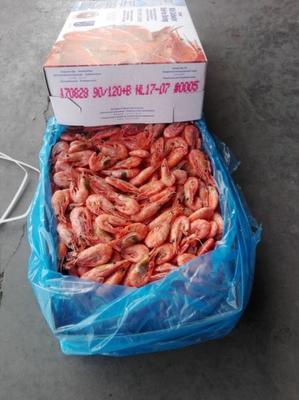 冷冻北极虾 海鲜批发的明星产品与市场机遇