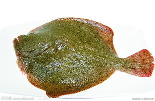 深圳市罗湖区水产东海岸商行 专业海鲜批发的首选地